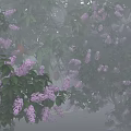 Flowering Tree With Purple Blossoms Green Leaves In Misty Morning Atmosphere