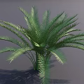 Lush Green Palm Tree With Feathery Fronds And Healthy Green Foliage Against Gray Background