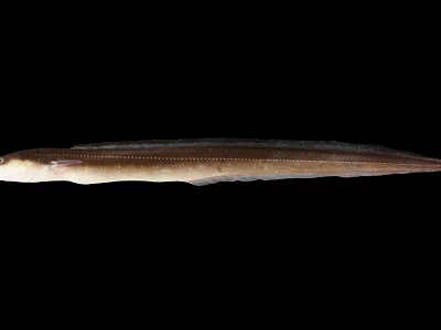 Slender Elongated Fish With Light Brown Color On Black Background 3d model