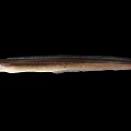 Slender Elongated Fish With Light Brown Color On Black Background