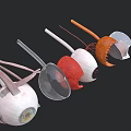 Realistic Game Character Eye Anatomical 3D Model With Layers And Vascular Structures 3d model
