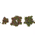 Garden Ornamental Viburnum Odoratissimum With Vibrant Foliage Various Sizes For Garden Decoration