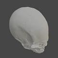 White Human Skull With Detailed Anatomical Structure Isolated On Gray
