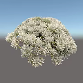 Silver Leaf Shrub With Dense Rounded Canopy For Garden Landscaping