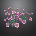 Blooming Vibrant Pink Flowers With Lush Green Leaves For Garden Decoration