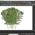Lush Bamboo Arbor With Dense Green Leaves And Tall Stems