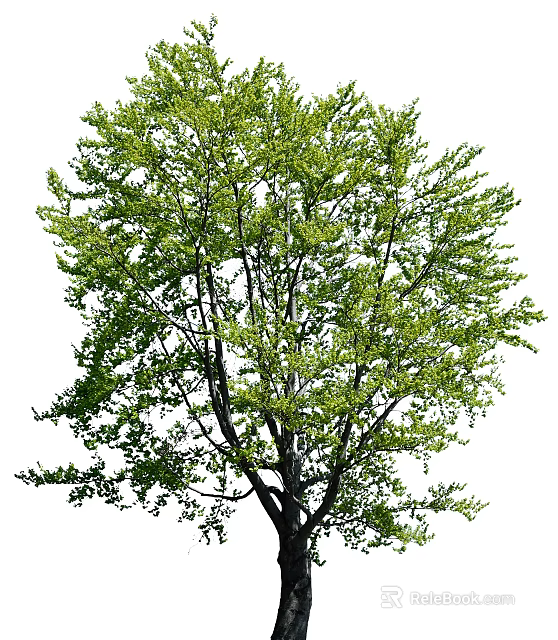 Lush Green Arbor with Vibrant Foliage and Sturdy Trunk Structure 3d model 