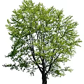 Lush Green Arbor with Vibrant Foliage and Sturdy Trunk Structure