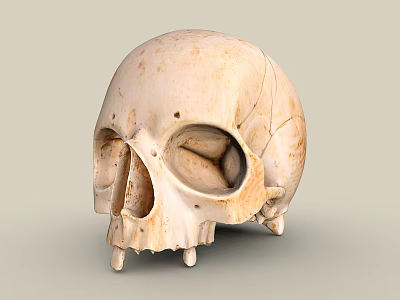 Skull 1 Skull Man Head Anatomy 3d model