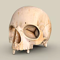 Human Skull Anatomical Structure With Detailed Bone Features And Texture