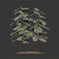 Three Lush Green Trees with Brown Trunks on Sandy Base and Dark Background