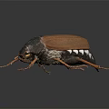 Brown Beetle With Hard Shell Long Legs And Antennae On Black Reflective Background 3d model