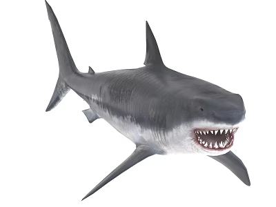 Ferocious Great White Shark With Open Mouth And Sharp Teeth In Marine Habitat 3d model