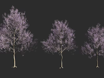 Three Blooming Arbor Trees with Purple Flowers on Dark Background 3d model