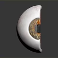 Medical Device Ocular Anatomical Model With Detailed Eyeball Cross Section For Medical Education
