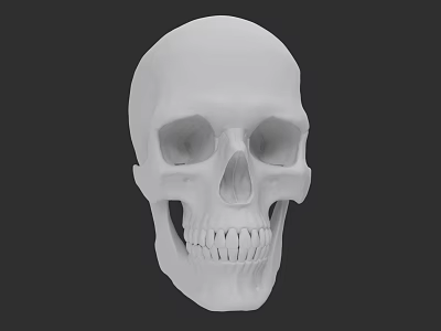 Detailed White Human Skull With Visible Eye Sockets And Teeth Structure 3d model