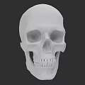 Detailed White Human Skull With Visible Eye Sockets And Teeth Structure 3d model