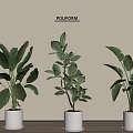 Three Lush Green Potted Plants In White Pots On Wooden Floor With Simple Wall Background