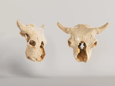 modern animal skull cow skull skeleton 3d model modern animal skull cow skull skeleton 3d model