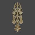 Detailed Anatomical Bear Skeleton 3D Model with Bone Structure