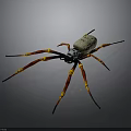 Unique Spider With White Body Skull Pattern And Red Yellow Striped Legs On Black Background