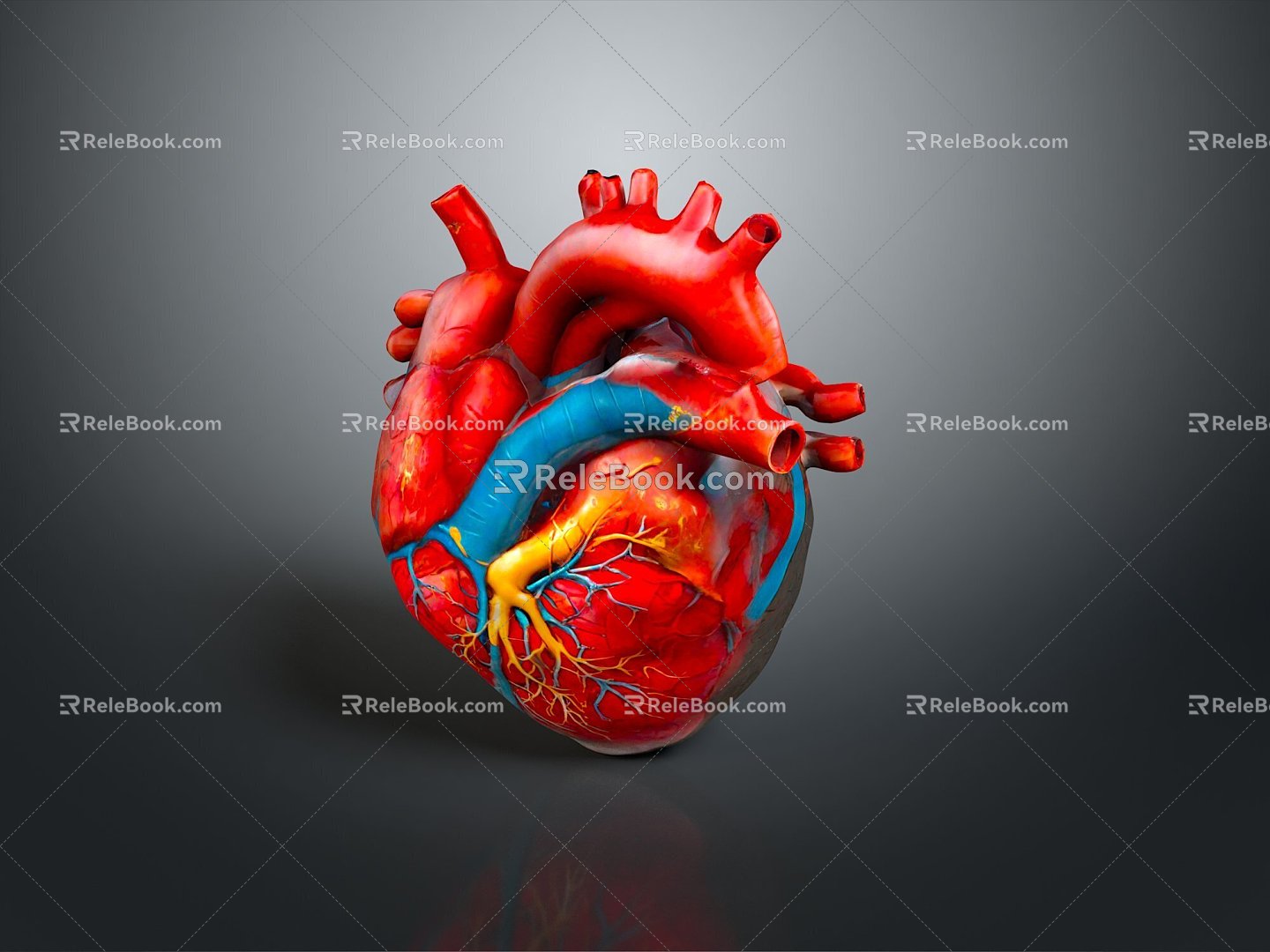 Heart Heart Human Heart Heart Anatomical Organs Human Organs Human Body 3d model