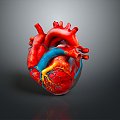 Heart Heart Human Heart Heart Anatomical Organs Human Organs Human Body 3d model