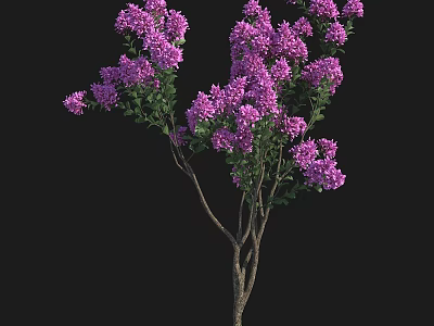 Purple Flowering Arbor With Lush Green Foliage And Multiple Branches 3d model