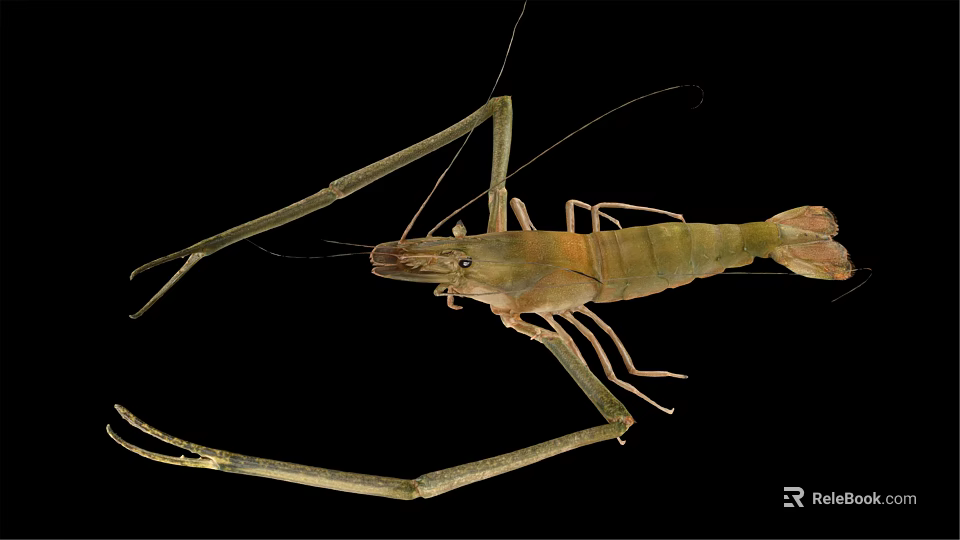 Freshwater Shrimp With Long Antennae And Detailed Body Structure Isolated On Black Background 3d model 