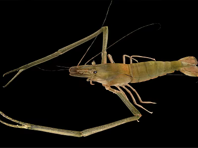 Freshwater Shrimp With Long Antennae And Detailed Body Structure Isolated On Black Background 3d model
