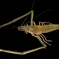 Freshwater Shrimp With Long Antennae And Detailed Body Structure Isolated On Black Background