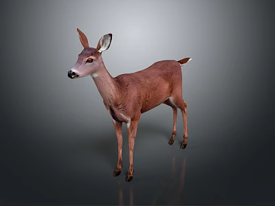 Brown Deer Standing On Gray Background With Realistic Fur And Reflections 3d model