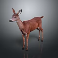Brown Deer Standing On Gray Background With Realistic Fur And Reflections 3d model