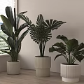 Indoor Potted Plants With Large Green Leaves In Striped White Planters Near Window