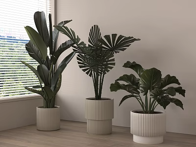 Indoor Potted Plants With Large Green Leaves In Striped White Planters Near Window 3d model