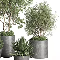 Different Types of Potted Trees and Shrubs in Gray Planters with Green Foliage