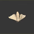 Delicate Pale Moth With Transparent Spread Wings On Dark Background Surface 3d model