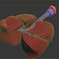3D Anatomical Organ Model With Red Tissue And Hair Like Striped Appendages