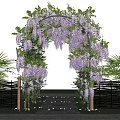 Beautiful Pergola Covered With Purple Wisteria Flowers Surrounded By Wooden Fence And Stone Pathway