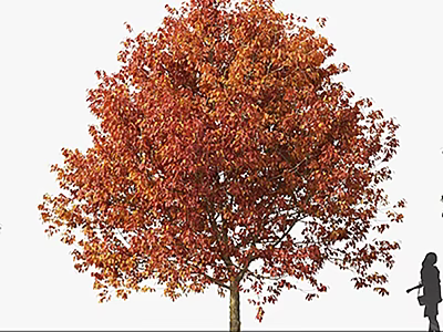 Tall Arbor With Vibrant Autumn Orange Red Foliage And Human Silhouette For Scale 3d model
