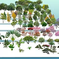 Various Arbor Varieties With Different Colored Foliage Arranged On White Platforms 3d model