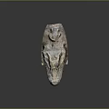 Detailed Fossilized Crocodile Skull With Open Mouth And Sharp Teeth