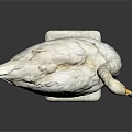 White Swan Taxidermy Bird Specimen Display on White Base Against Gray Background