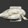 Modern Swan Birds Birds 3d model