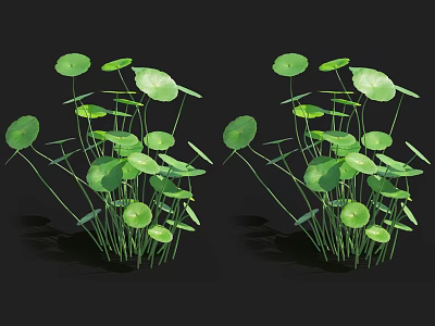 Aquatic Plants with Round Green Leaves and Long Stems Growing in Clusters 3d model