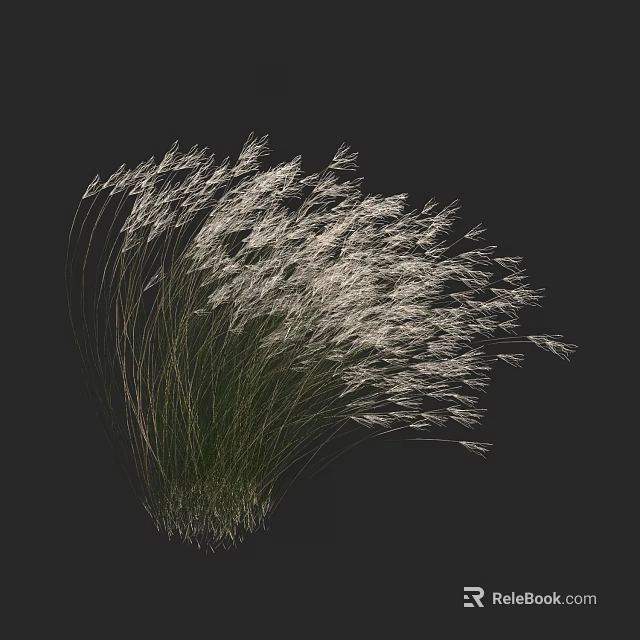 Elegant Ornamental Grass with White Plumes and Slender Green Stems Against Black Background 3d model 