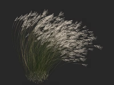 Elegant Ornamental Grass with White Plumes and Slender Green Stems Against Black Background 3d model