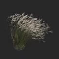 Elegant Ornamental Grass with White Plumes and Slender Green Stems Against Black Background