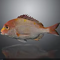 Vibrant Red Orange Fish With Colorful Scales Fins And Tail On Gray Background