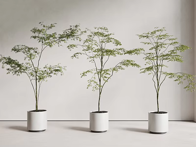 Three Bonsai Potted Plants in White Cylindrical Pots with Green Foliage for Minimalist Modern Interior 3d model